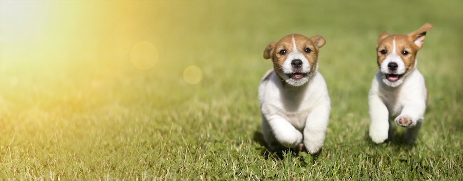 笑顔で走ってくる2頭の犬