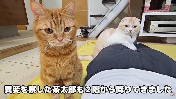 茶太郎くんも来てくれました