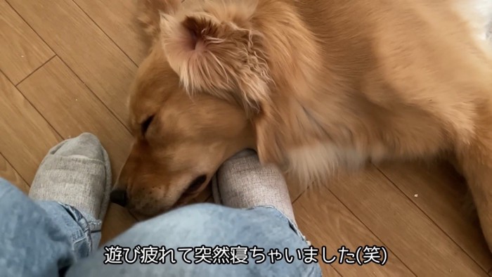気持ち良さそうにお昼寝中