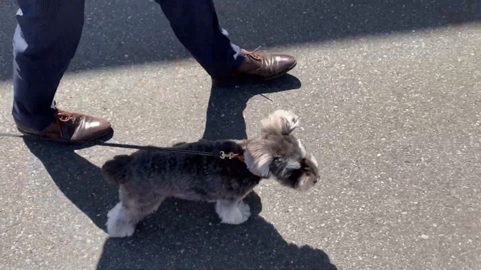 仲良く並んでお家へ