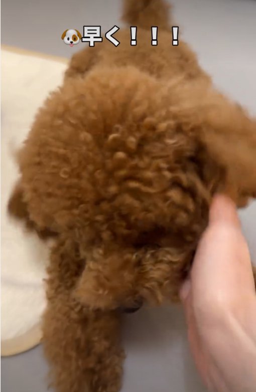 なでられる犬1