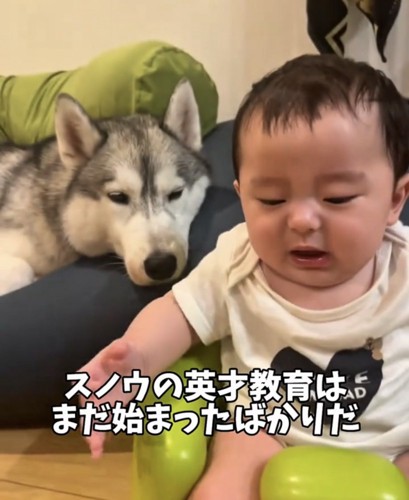 赤ちゃんのそばで様子を見る犬