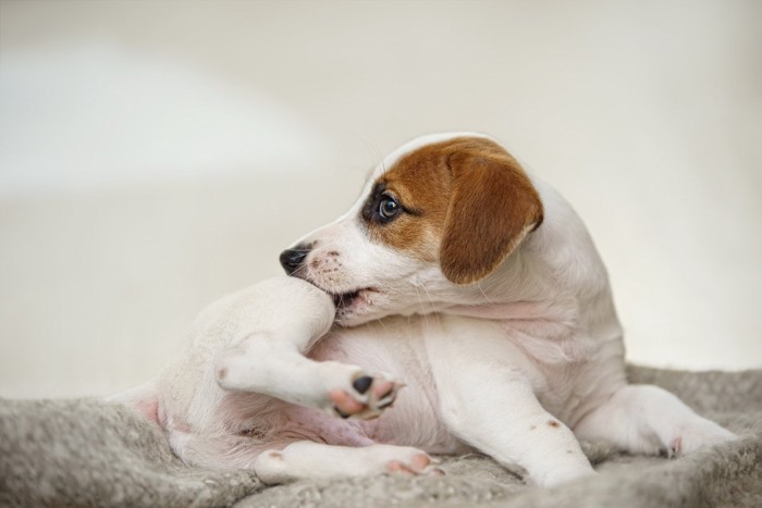 自分の足を噛む子犬