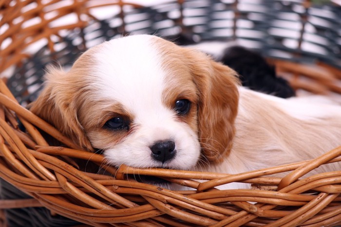 籠の中からみつめる犬