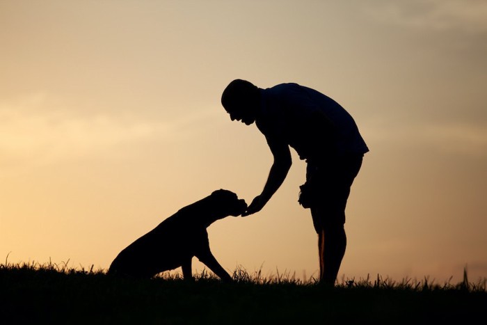 男性の手からおやつを食べる犬のシルエット