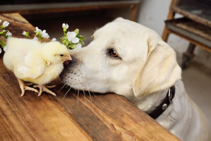 犬とひよこ