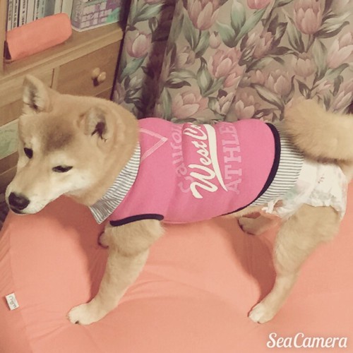 女の子っぽい服装の柴犬