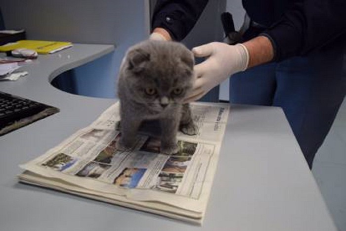 灰色の子猫