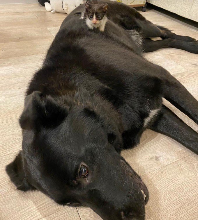 キングくんと子猫8