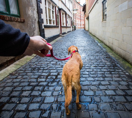 リードの端を持って散歩する人と犬