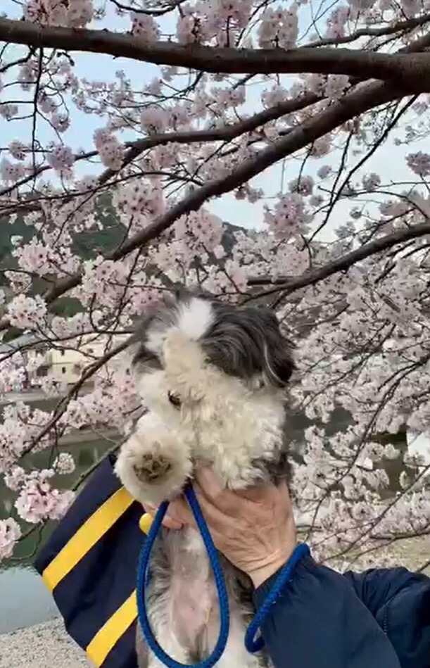 桜の木の下で写真撮影するきんたくん