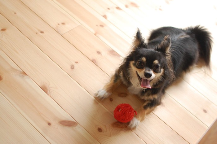 ボールを持って来る犬