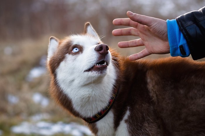 後ろから触られそうになって驚いている犬