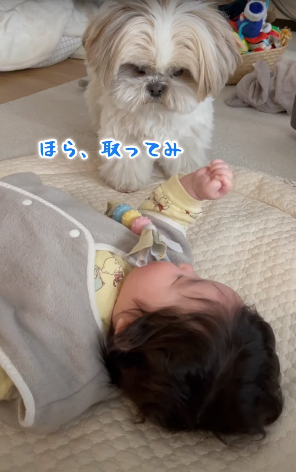 右脇におもちゃを乗せている赤ちゃんを見つめる犬「ほら、取ってみ」