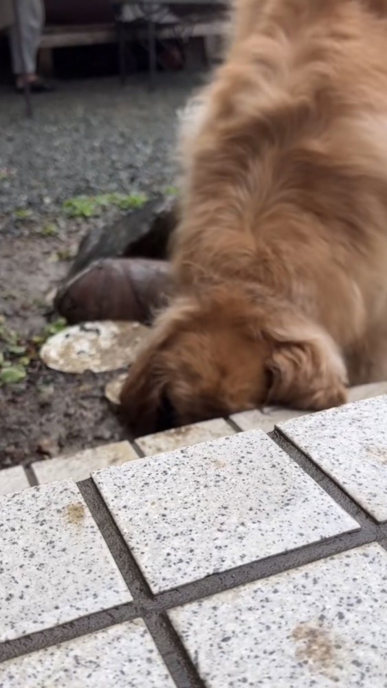 掘った穴に顔を突っ込む犬