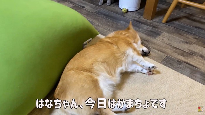 構ってほしそうにゴロ~ン♡