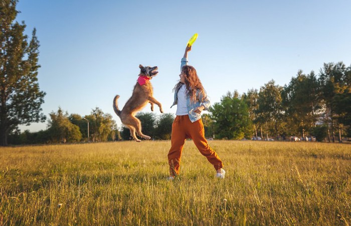 フリスビーで遊ぶ犬と女性