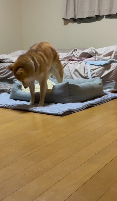 猫のいる家に預けたら…