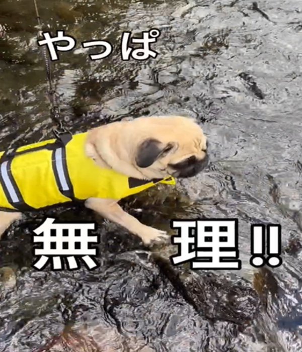 立ち上がる犬