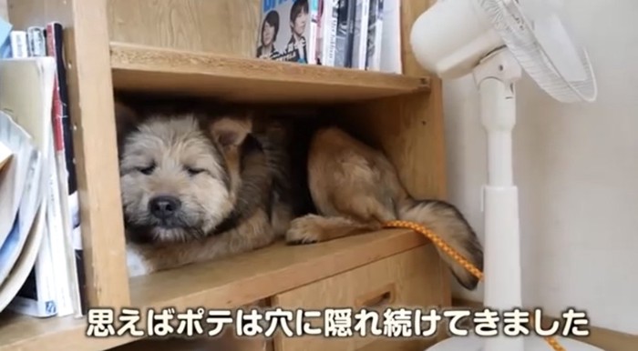 棚の中に入ってる犬