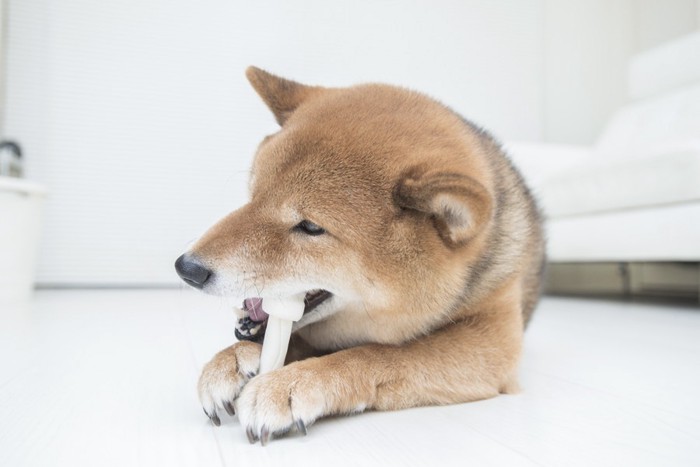 おやつを食べる犬