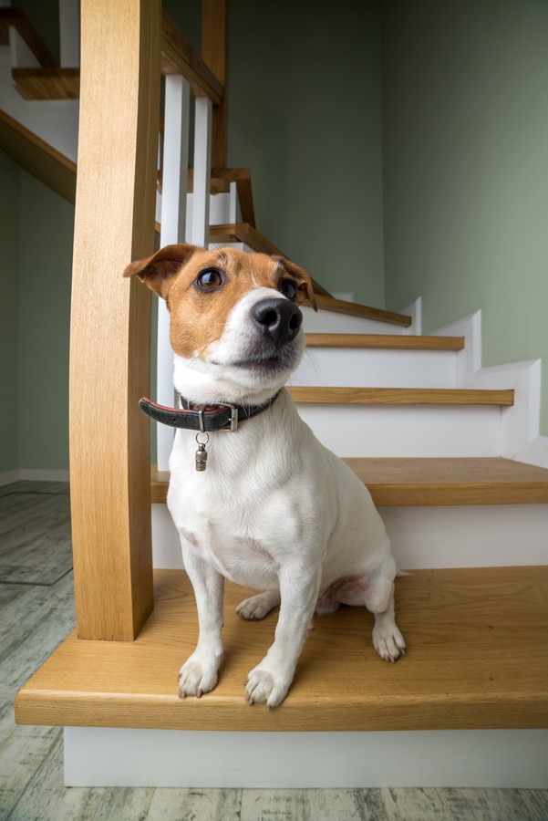 階段からこちらを見ている犬