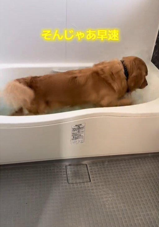 お風呂に入る犬2