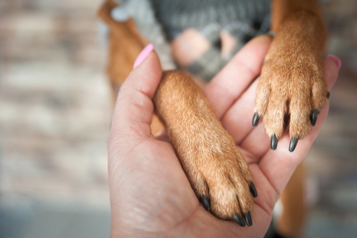 茶の犬の両手、黒い爪