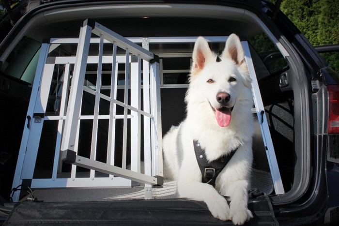 車の後ろから顔を出す犬