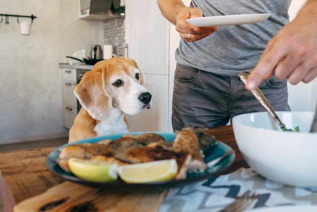 魚料理を見ている犬