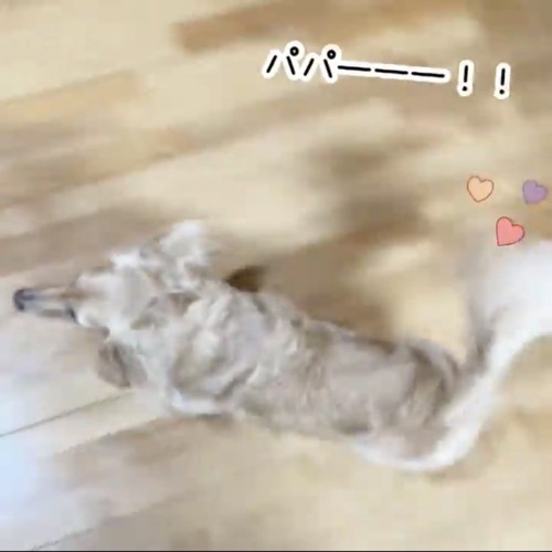 帰ってきたパパのもとに駆けつけるダックス