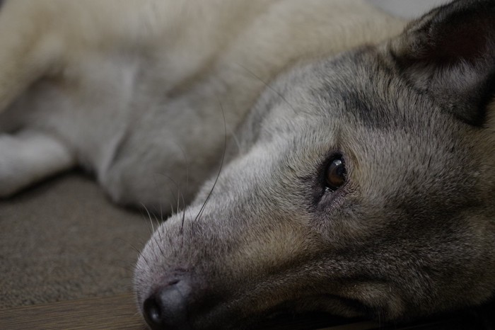 横になる犬