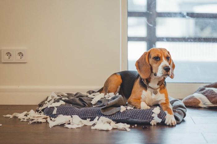 ビリビリに破いた犬