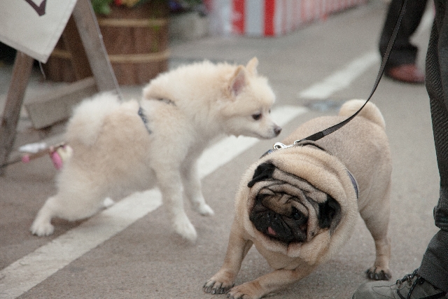 犬同士が挨拶している写真