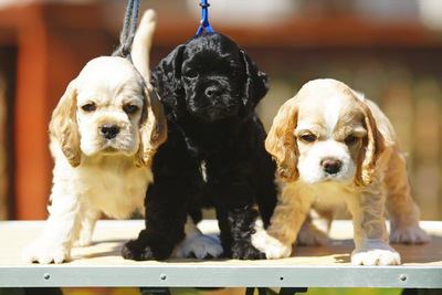 台の上に乗った３匹のアメリカンコッカースパニエルの幼犬