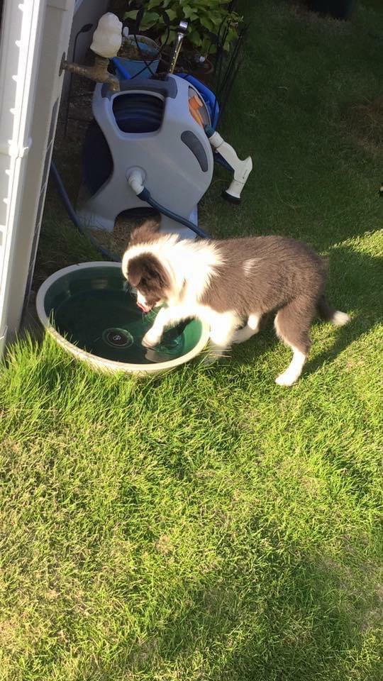 水で遊ぶ子犬