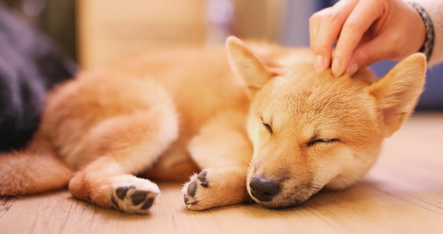 頭を撫でられる柴犬