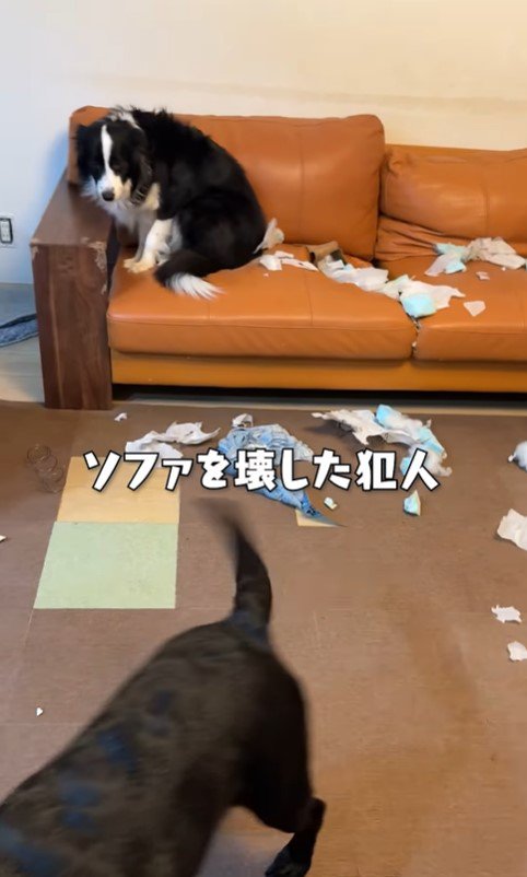 ソファ破壊事件後の大型犬たちの反応2