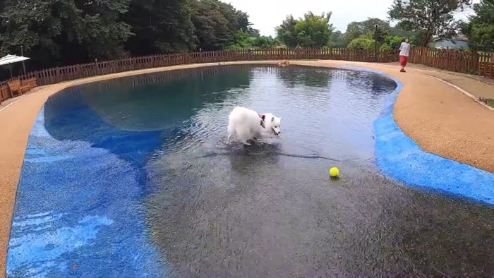 流れてくるボールを待つスピッツ