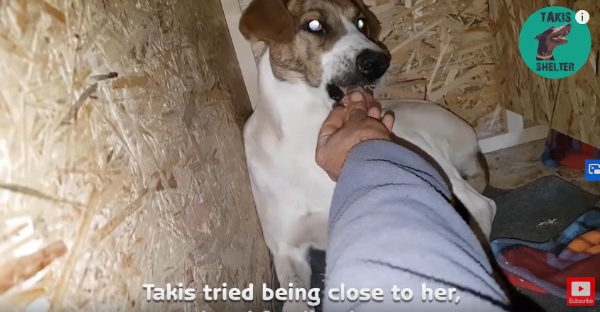 手から食べる犬