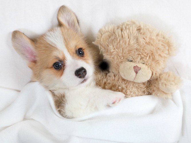 コーギーの子犬とクマのぬいぐるみ