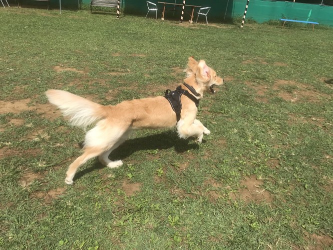 芝生を走り回って遊ぶ犬