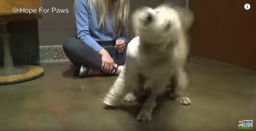 体を震わせる犬