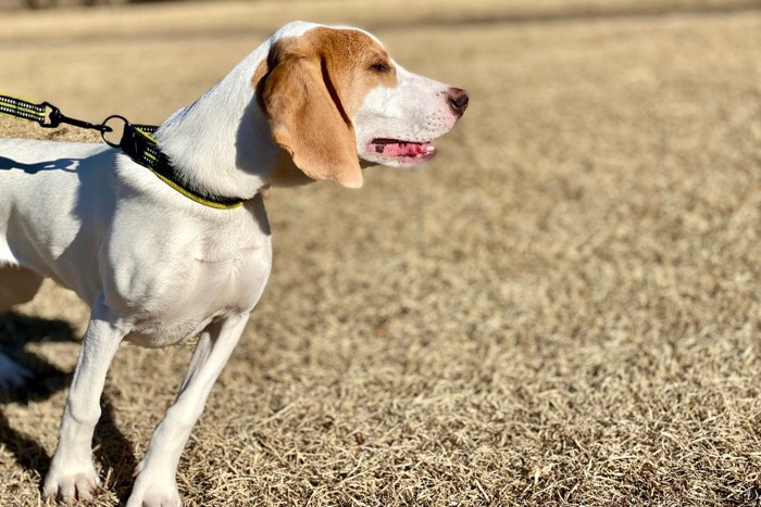 歩く人に吠える犬