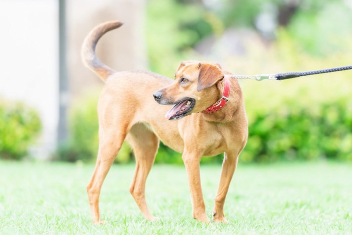 散歩中に振り返る犬