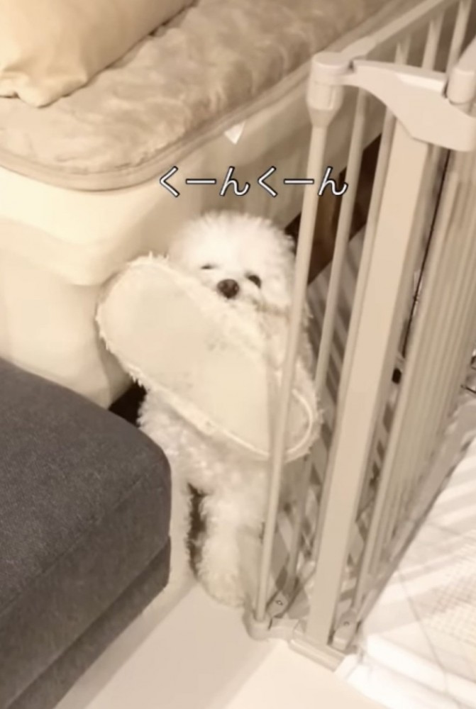 白いスリッパを咥える犬1