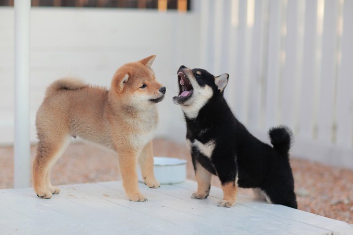 二匹の柴犬の子犬