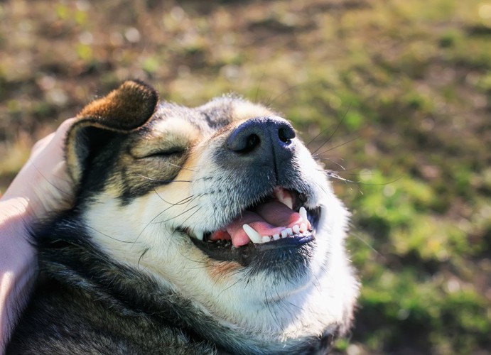 口を少し開けて甘えている犬