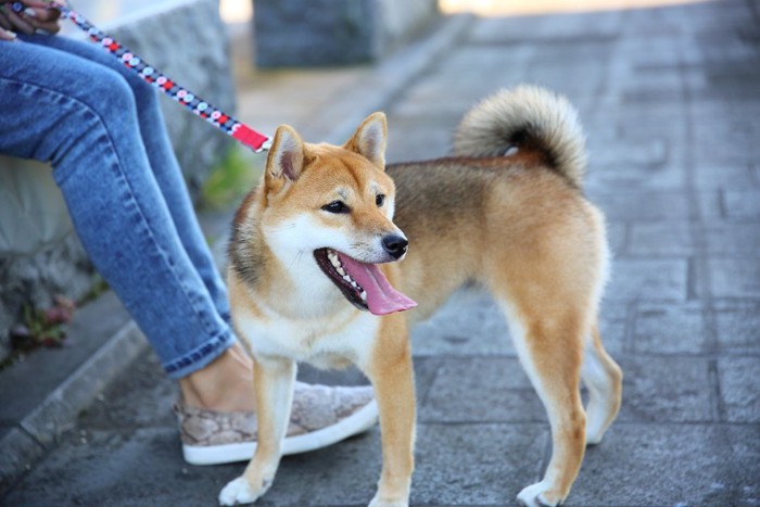 飼い主の足元にいて辺りを警戒している犬