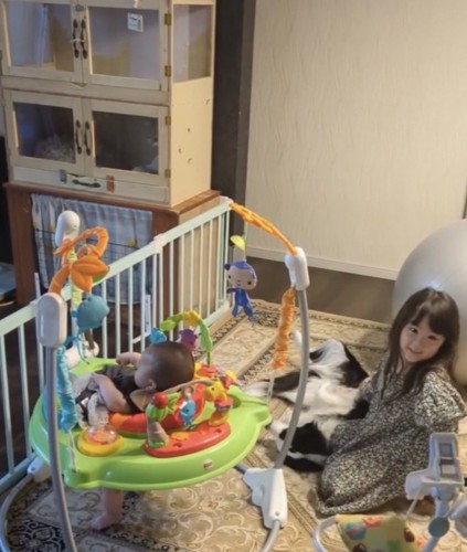 撫でられる犬